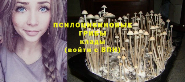 прущие грибы Горно-Алтайск